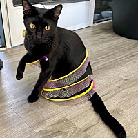 adopt a pet