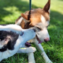 Thumbnail photo of Bonnie *Bonded with Clyde* (C000-282)- Costa Mesa Location #3