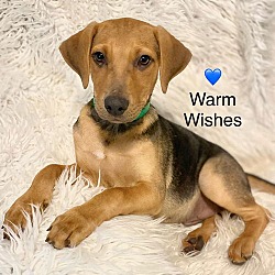 Thumbnail photo of Warm Wishes #1