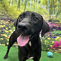 adopt a pet