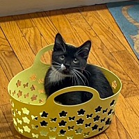 adopt a pet