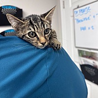 adopt a pet