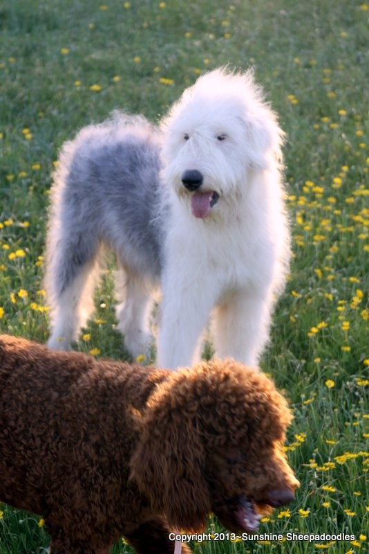 Weatherford Tx Old English Sheepdog Meet Charlie A Pet For