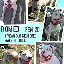 Thumbnail photo of Romeo (Pen 20) #4