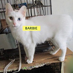 Photo of Barbie-adopted 7-27-19