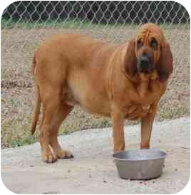 purebred georgia bloodhound