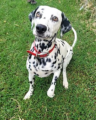 Shreveport, LA - Dalmatian. Meet Cinder a Pet for Adoption - AdoptaPet.com