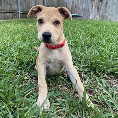 San Antonio, TX - Labrador Retriever. Meet Gene a Pet for Adoption ...