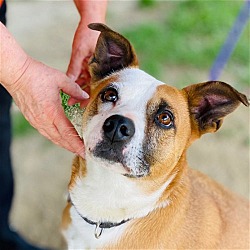 Thumbnail photo of Gemma *Adopt or Foster* #2