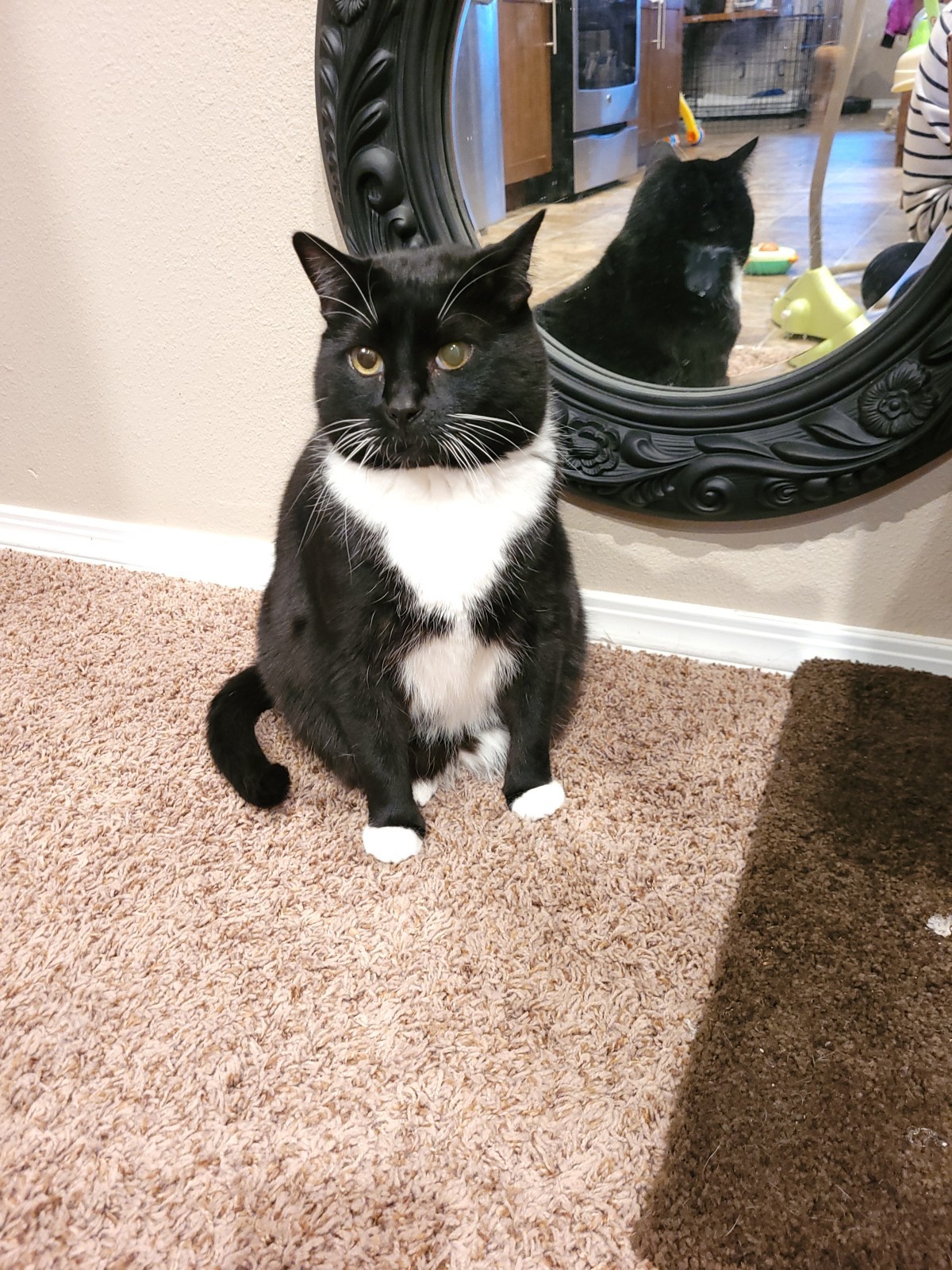 Adopt Bo A Black & White Or Tuxedo Domestic Shorthair / Mixed (short