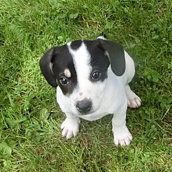 Thumbnail photo of Oreo~adopted! #1