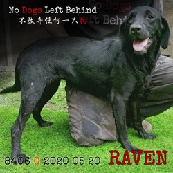 Photo of Raven 8406
