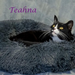 Thumbnail photo of Teahna C24-230 #3