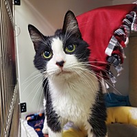 adopt a pet