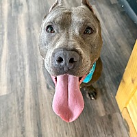 adopt a pet