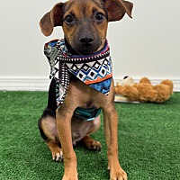 adopt a pet