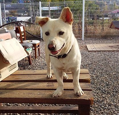 Springfield Va Jindo Meet Huey A Pet For Adoption