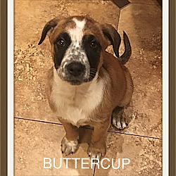 Photo of Buttercup