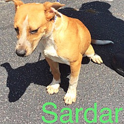 Thumbnail photo of Sardar #4