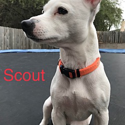 Thumbnail photo of Piper & Scout in San Antonio #3