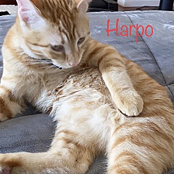 Thumbnail photo of Harpo #3