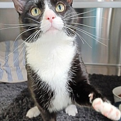 Photo of Tiny Tom