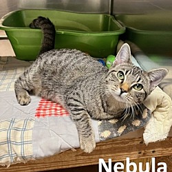 Thumbnail photo of Nebula #1
