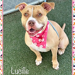 Thumbnail photo of LUCILLE - see video #2