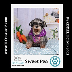 Thumbnail photo of Sweet Pea (Bonded Pair with Zena)  030224 #3