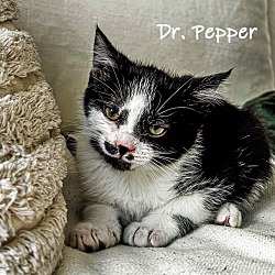 Thumbnail photo of Dr. Pepper #3