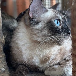 Thumbnail photo of Duck the Seal Point Siamese #3