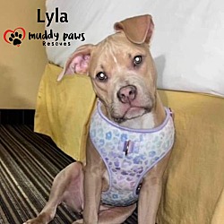 Thumbnail photo of Lyla (Courtesy Post) #1