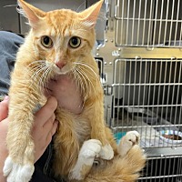adopt a pet