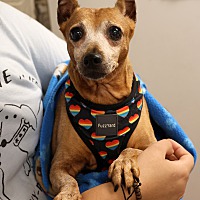 adopt a pet