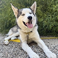 adopt a pet
