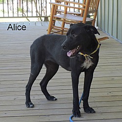Thumbnail photo of Alice #3