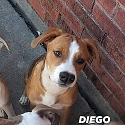 Thumbnail photo of Diego #4