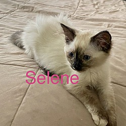 Thumbnail photo of Selene #1