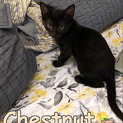 Photo of Chestnut