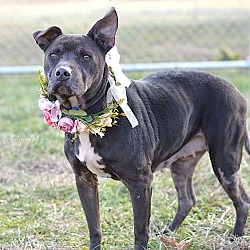 Photo of Olive - Adoptable