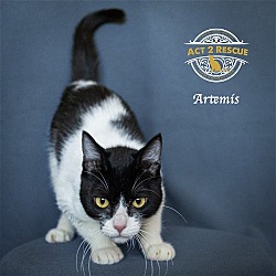Thumbnail photo of Artemis #3