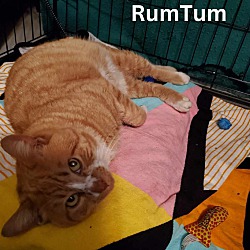 Thumbnail photo of Rum Tum #2