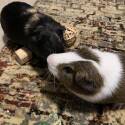 Adopt a Pet :: Cuddles - Shawnee, KS -  Guinea Pig