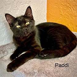 Thumbnail photo of Paddi #2