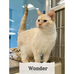 Photo of WONDER