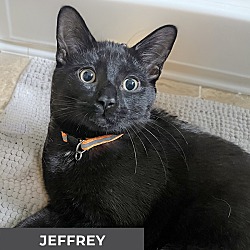 Thumbnail photo of Jeffrey #3