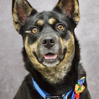 adopt a pet