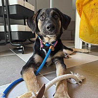adopt a pet