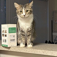 adopt a pet