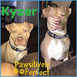 Thumbnail photo of Kyzer in CT #1
